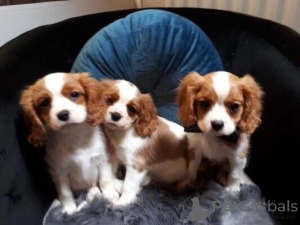 Foto №1. cavalier king charles spaniel - zum Verkauf in der Stadt Golčův Jeníkov | verhandelt | Ankündigung № 170705