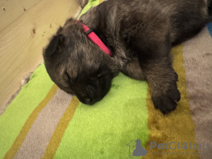 Foto №4. Ich werde verkaufen deutscher schäferhund in der Stadt Květnice.  - preis - Frei