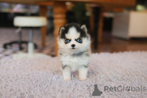 Foto №3. Dean Janet Kay Welpen Haus. USA