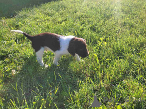 Foto №4. Ich werde verkaufen otterhund in der Stadt Belgrad.  - preis - verhandelt