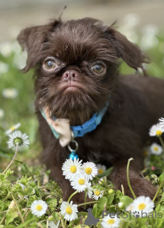 Foto №4. Ich werde verkaufen otterhund in der Stadt Belgrad.  - preis - verhandelt