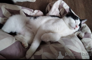 Foto №2 zu Ankündigung № 140656 zu verkaufen  - einkaufen Russische Föderation quotient 	ankündigung