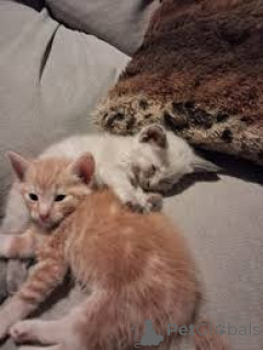 Foto №3. Nordische Boskat-Kätzchen zum Kaufen. Niederlande