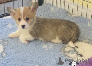 Foto №4. Ich werde verkaufen welsh corgi in der Stadt Афины.  - preis - 250€