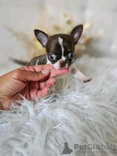 Foto №1. chihuahua - zum Verkauf in der Stadt Paris | Frei | Ankündigung № 126843