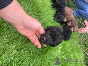 Foto №3. Bedlington Terrier Welpen - Rüden und Hündinnen - Versand und Lieferung möglich. USA