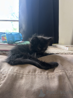 Foto №4. Ich werde verkaufen maine-coon-katze in der Stadt 9, Doppelschwärme.  - preis - 64€