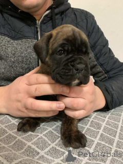 Foto №3. German boxer. Serbien