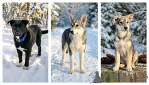 Foto №1. mischlingshund - zum Verkauf in der Stadt Moskova | Frei | Ankündigung № 166395