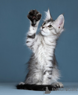 Foto №3. Kätzchen Maine Kun. Russische Föderation