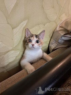 Foto №2 zu Ankündigung № 162927 zu verkaufen  - einkaufen Russische Föderation quotient 	ankündigung