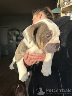 Zusätzliche Fotos: Englische Bulldogge x Olde Tyme Bulldogge