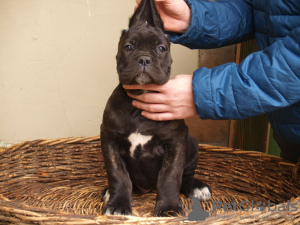 Zusätzliche Fotos: Cane Corso Welpen zu verkaufen