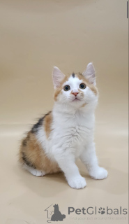 Foto №3. Kätzchen des Kuril Bobtails. Weißrussland