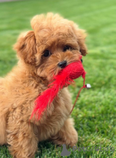 Foto №1. pudel (toy) - zum Verkauf in der Stadt Londoner Bezirk von Camden | verhandelt | Ankündigung № 155038