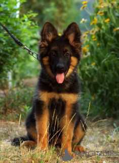 Foto №4. Ich werde verkaufen deutscher schäferhund in der Stadt Каир. quotient 	ankündigung, vom kindergarten, züchter - preis - 568€