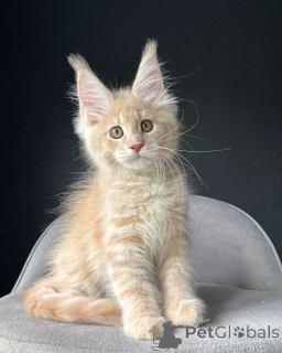 Foto №3. Große, flauschige Maine Coon Kittens Intelligent, loyal und familienfreundlich. Deutschland