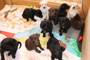 Zusätzliche Fotos: Labrador-Keks Labradors, Schwarzes, Schokoladenwelpen
