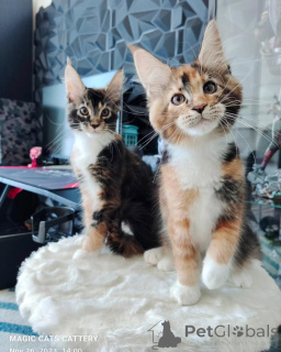 Foto №1. maine-coon-katze - zum Verkauf in der Stadt Asche | verhandelt | Ankündigung № 166216