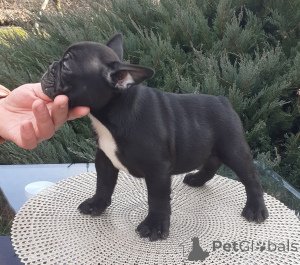 Foto №2 zu Ankündigung № 135315 zu verkaufen französische bulldogge - einkaufen Serbien züchter