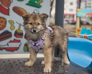 Foto №3. Auf der Suche nach einer Miniatur -Prinzessin Luna sucht ein Haus!. Russische Föderation