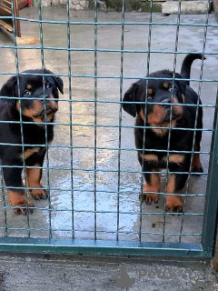 Foto №4. Ich werde verkaufen rottweiler in der Stadt Belgrad.  - preis - verhandelt