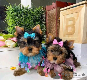 Foto №1. yorkshire terrier - zum Verkauf in der Stadt Miami | verhandelt | Ankündigung № 121584