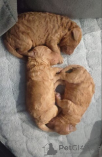 Foto №4. Ich werde verkaufen pudel (toy) in der Stadt Belgrad.  - preis - verhandelt