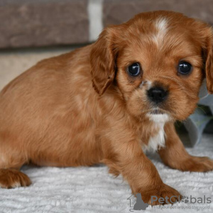 Foto №2 zu Ankündigung № 45724 zu verkaufen cavalier king charles spaniel - einkaufen Brasilien quotient 	ankündigung