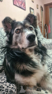 Foto №4. Ich werde verkaufen mischlingshund in der Stadt Wolgograd. quotient 	ankündigung - preis - Frei