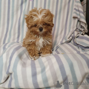 Foto №1. pudel (toy) - zum Verkauf in der Stadt München | 450€ | Ankündigung № 159053