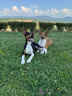 Foto №3. TOP Basenji-Hunde. Serbien