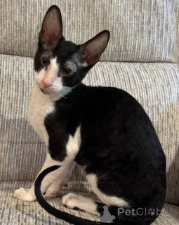 Foto №1. cornish rex - zum Verkauf in der Stadt Anderlecht | verhandelt | Ankündigung № 173217