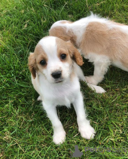 Foto №3. Entzückende Cavalier King Charles Welpen zur kostenlosen Adoption. Deutschland