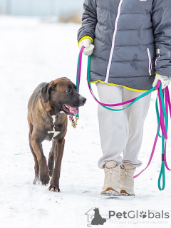 Foto №2 zu Ankündigung № 163070 zu verkaufen mischlingshund - einkaufen Russische Föderation quotient 	ankündigung