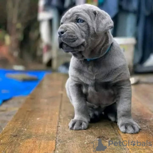 Foto №1. cane corso italiano - zum Verkauf in der Stadt Брайт | 473€ | Ankündigung № 89896