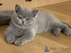 Foto №3. British Blue Shorthair Female Kätzchen. Belgien