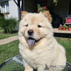 Foto №3. Chow-Chow-Männchen. Serbien