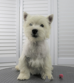Foto №4. Ich werde verkaufen west highland white terrier in der Stadt Moskau. quotient 	ankündigung, vom kindergarten, züchter - preis - 616€