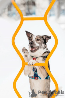 Foto №3. Der charmante und attraktive Jazz sucht eine Familie, die er unendlich lieben. Russische Föderation