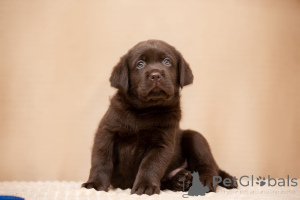 Foto №4. Ich werde verkaufen labrador retriever in der Stadt Ljuberzy. züchter - preis - 1078€