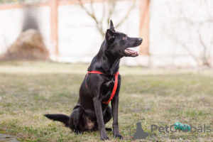 Zusätzliche Fotos: Der freundliche, fröhliche Hund Stitch sucht dringend ein Zuhause.