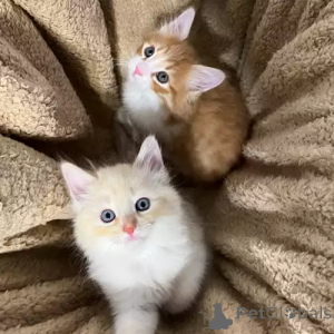 Foto №2 zu Ankündigung № 167271 zu verkaufen sibirische katze - einkaufen Deutschland quotient 	ankündigung