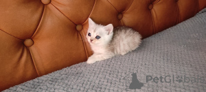 Foto №3. Silbernes Chinchilla-Mädchen. Ukraine