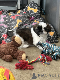 Foto №1. shih tzu - zum Verkauf in der Stadt Wuppertal | 300€ | Ankündigung № 103518