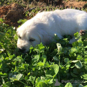 Foto №3. Golden Retriever Welpen zu verkaufen. Irland