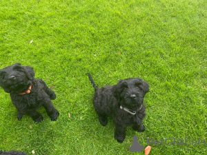 Foto №2 zu Ankündigung № 173102 zu verkaufen schnauzer - einkaufen Großbritannien quotient 	ankündigung, züchter