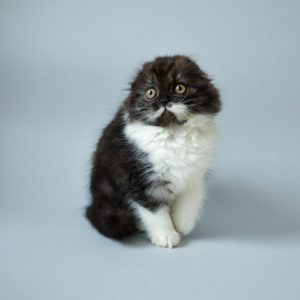 Zusätzliche Fotos: Scottish Longhair Fold Kitty