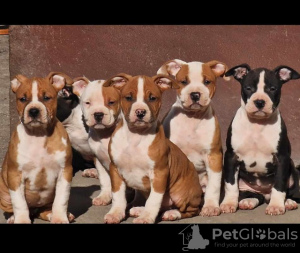 Zusätzliche Fotos: Amerikanischer Staffordshire Terrier