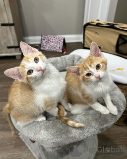 Foto №3. Hauskatze. Deutschland